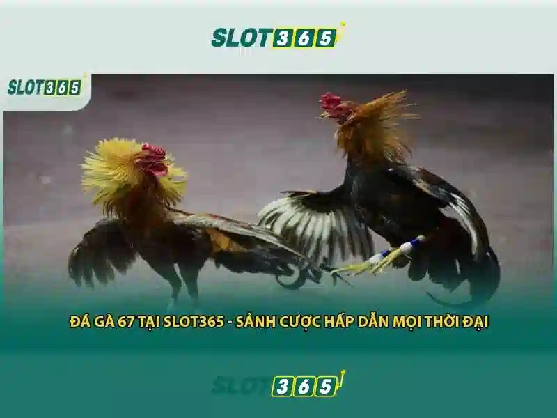 Slot365: Nền tảng trò chơi quay số trực tuyến