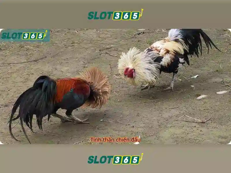 Ưu điểm của Slot365