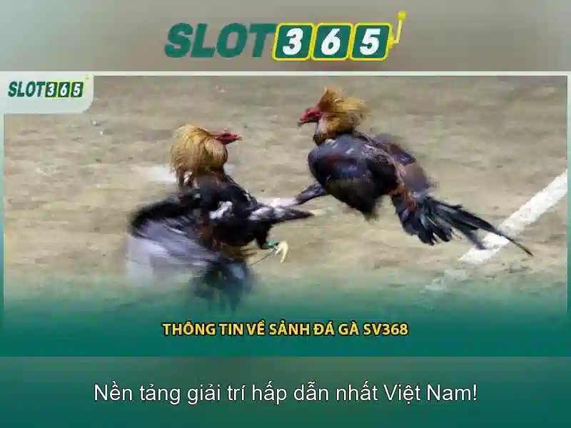 Slot365 là gì?